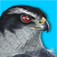 iBird Plus Guide to Birds